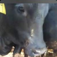 Dairy cows with numbers as names - Dairy cows waiting on a truck to be slaughtered for human consumption. - Captured at ON.