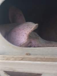 Pigs unroute to slaughterhouse - 6 month old baby pig's on a truck to fearmans slaughterhouse in Burlington Ontario Canada