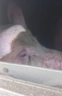 Pigs unroute to slaughterhouse - 6 month old baby pig's on a truck to fearmans slaughterhouse in Burlington Ontario Canada