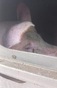 Pigs unroute to slaughterhouse - 6 month old baby pig's on a truck to fearmans slaughterhouse in Burlington Ontario Canada