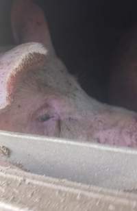 Pigs unroute to slaughterhouse - 6 month old baby pig's on a truck to fearmans slaughterhouse in Burlington Ontario Canada