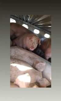 Pigs unroute to slaughterhouse - 6 month old baby pig's on a truck to fearmans slaughterhouse in Burlington Ontario Canada