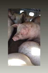 Pigs unroute to slaughterhouse - 6 month old baby pig's on a truck to fearmans slaughterhouse in Burlington Ontario Canada