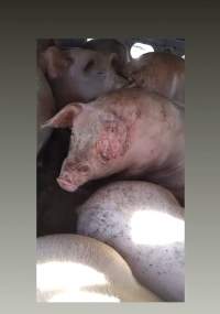 Pigs unroute to slaughterhouse - 6 month old baby pig's on a truck to fearmans slaughterhouse in Burlington Ontario Canada