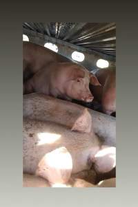 Pigs unroute to slaughterhouse - 6 month old baby pig's on a truck to fearmans slaughterhouse in Burlington Ontario Canada