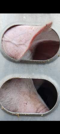 Pigs unroute to slaughterhouse - 6 month old baby pig's on a truck to fearmans slaughterhouse in Burlington Ontario Canada