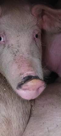 Pigs unroute to slaughterhouse - 6 month old baby pig's on a truck to fearmans slaughterhouse in Burlington Ontario Canada