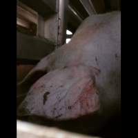 Pigs unroute to slaughterhouse - 6 month old baby pig's on a truck to fearmans slaughterhouse in Burlington Ontario Canada