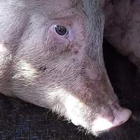 Pigs unroute to slaughterhouse - 6 month old baby pig's on a truck to fearmans slaughterhouse in Burlington Ontario Canada