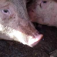 Pigs unroute to slaughterhouse - 6 month old baby pig's on a truck to fearmans slaughterhouse in Burlington Ontario Canada