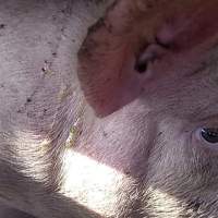 Pigs unroute to slaughterhouse - 6 month old baby pig's on a truck to fearmans slaughterhouse in Burlington Ontario Canada