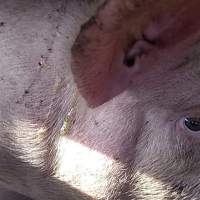 Pigs unroute to slaughterhouse - 6 month old baby pig's on a truck to fearmans slaughterhouse in Burlington Ontario Canada