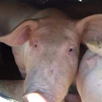 Pigs unroute to slaughterhouse - 6 month old baby pig's on a truck to fearmans slaughterhouse in Burlington Ontario Canada