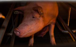 Sow in farrowing crate - Captured at Midland Bacon, Carag Carag VIC Australia.