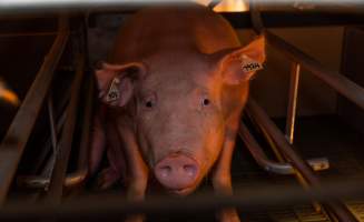 Sow in farrowing crate looking at camera - Captured at Midland Bacon, Carag Carag VIC Australia.