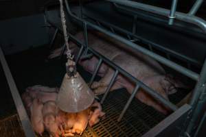 Sow lying down in farrowing crate with piglets - Captured at Midland Bacon, Carag Carag VIC Australia.