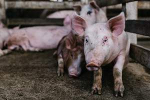 Piglets at McDougalls Saleyards - Captured at McDougalls Saleyards, Warwick QLD Australia.