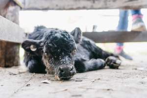 Young calf at McDougalls Saleyards - Captured at McDougalls Saleyards, Warwick QLD Australia.