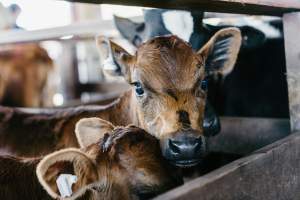 Calves at McDougalls Saleyards - Captured at McDougalls Saleyards, Warwick QLD Australia.