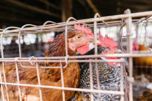 Chickens in wire cages at McDougalls Saleyards - Captured at McDougalls Saleyards, Warwick QLD Australia.