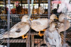 Ducks in wire cages at McDougalls Saleyards - Captured at McDougalls Saleyards, Warwick QLD Australia.