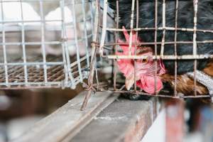 Chickens in wire cages at McDougalls Saleyards - Captured at McDougalls Saleyards, Warwick QLD Australia.