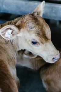 Calf at McDougalls Saleyards - Captured at McDougalls Saleyards, Warwick QLD Australia.