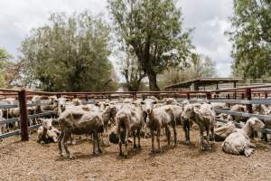 Thin sheep at Warwick Saleyard - Captured at Warwick Saleyard, Warwick QLD Australia.