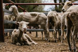 Sheep at Warwick Saleyard - Captured at Warwick Saleyard, Warwick QLD Australia.