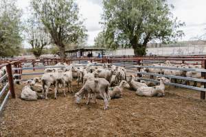 Sheep at Warwick Saleyard - Captured at Warwick Saleyard, Warwick QLD Australia.