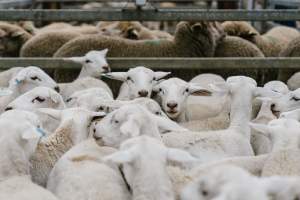 Sheep at Warwick Saleyard - Captured at Warwick Saleyard, Warwick QLD Australia.