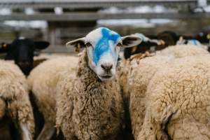 Sheep covered in paint at Warwick Saleyard - Captured at Warwick Saleyard, Warwick QLD Australia.