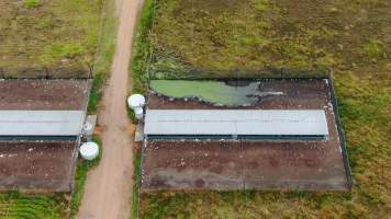 Inglewood Poultry Farm - A large green puddle can be seen in one of the enclosures - Captured at Inglewood Poultry Farm, Inglewood QLD Australia.