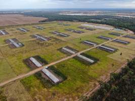 Inglewood Poultry Farm - Captured at Inglewood Poultry Farm, Inglewood QLD Australia.