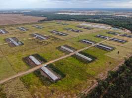 Inglewood Poultry Farm - Captured at Inglewood Poultry Farm, Inglewood QLD Australia.