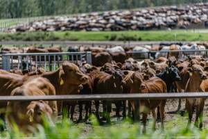 Cows at Pakaderinga feedlot - Captured at Pakaderinga Feedlot, Wattle Camp QLD Australia.