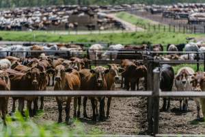 Cows at Pakaderinga feedlot - Captured at Pakaderinga Feedlot, Wattle Camp QLD Australia.