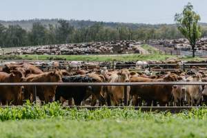 Cows at Pakaderinga feedlot - Captured at Pakaderinga Feedlot, Wattle Camp QLD Australia.