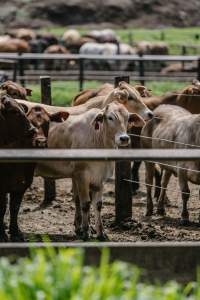 Cows at Pakaderinga feedlot - Captured at Pakaderinga Feedlot, Wattle Camp QLD Australia.