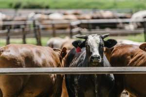 Cows at Pakaderinga feedlot - Captured at Pakaderinga Feedlot, Wattle Camp QLD Australia.