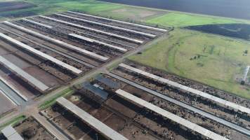 Drone flyover of cattle feedlot - Captured at Beef City Feedlot, Purrawunda QLD Australia.