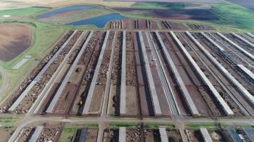 Drone flyover of cattle feedlot - Captured at Beef City Feedlot, Purrawunda QLD Australia.