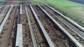 Drone flyover of cattle feedlot - Captured at Beef City Feedlot, Purrawunda QLD Australia.