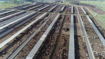 Drone flyover of cattle feedlot - Captured at Beef City Feedlot, Purrawunda QLD Australia.