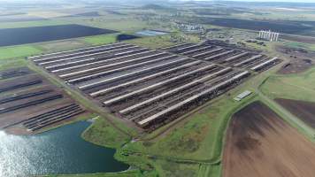 Drone flyover of cattle feedlot - Captured at Beef City Feedlot, Purrawunda QLD Australia.