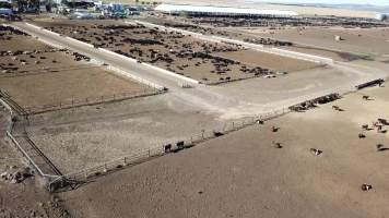 Drone flyover of cattle feedlot - Captured at Jalna Feedlot, Anakie VIC Australia.