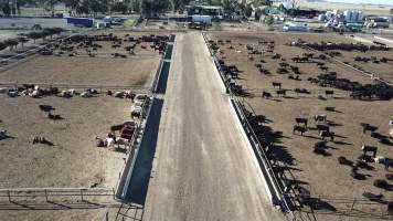 Drone flyover of cattle feedlot - Captured at Jalna Feedlot, Anakie VIC Australia.