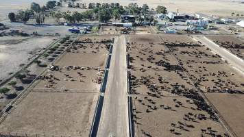 Drone flyover of cattle feedlot - Captured at Jalna Feedlot, Anakie VIC Australia.