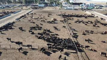 Drone flyover of cattle feedlot - Captured at Jalna Feedlot, Anakie VIC Australia.