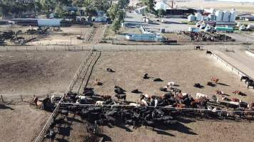 Drone flyover of cattle feedlot - Captured at Jalna Feedlot, Anakie VIC Australia.